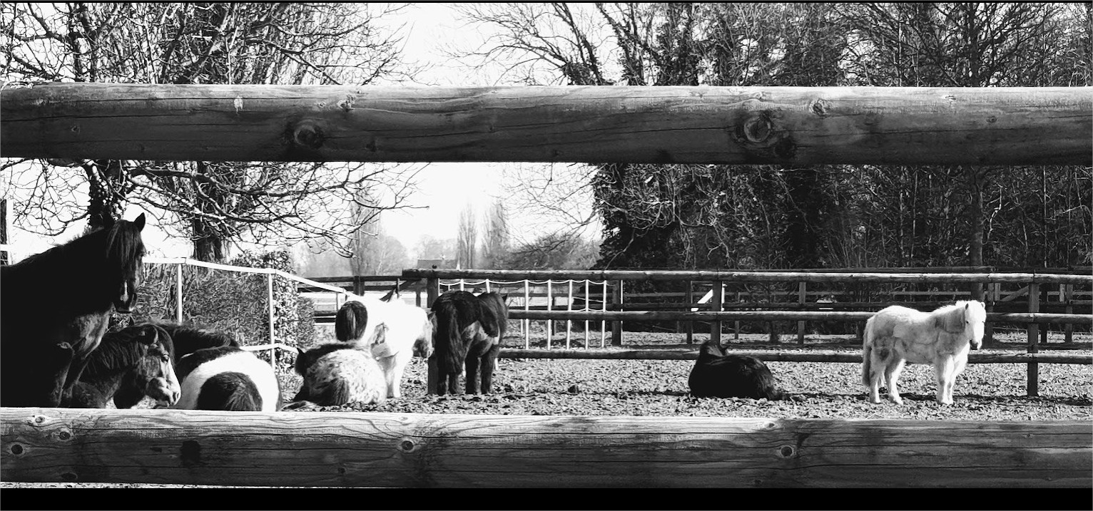 Les Poneys de la Marotte